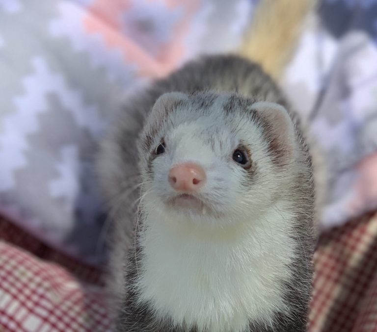 WMAFO Washington Metropolitan Area Ferret Outreach